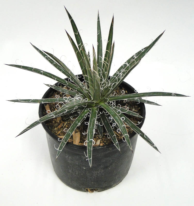 agave
