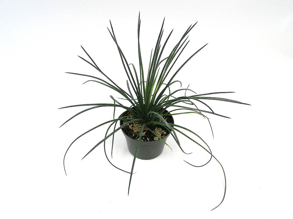 agave