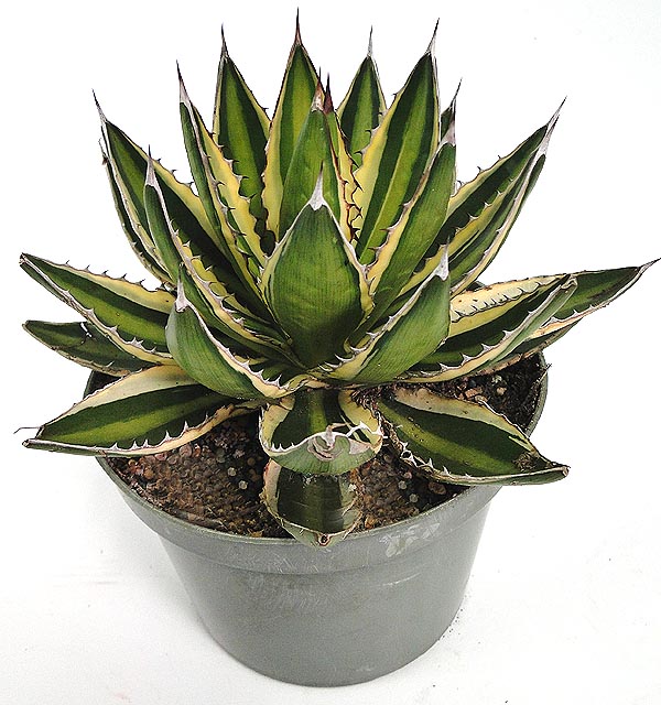 agave