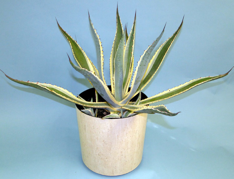 agave