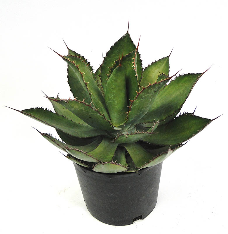 agave