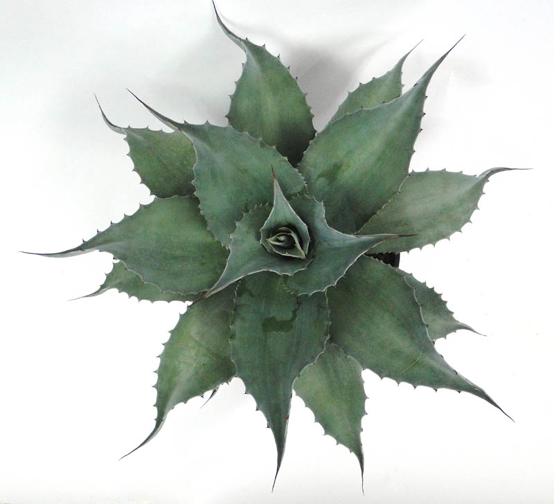 agave
