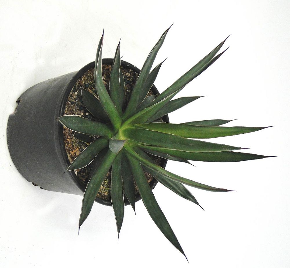 agave