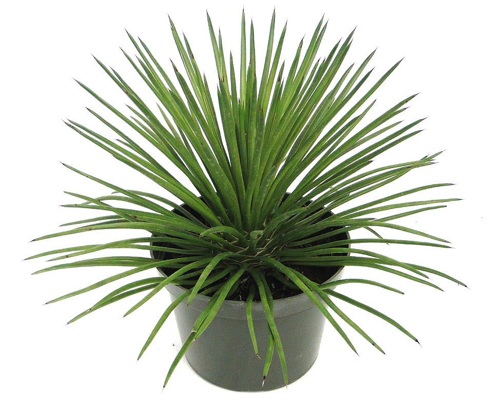 agave