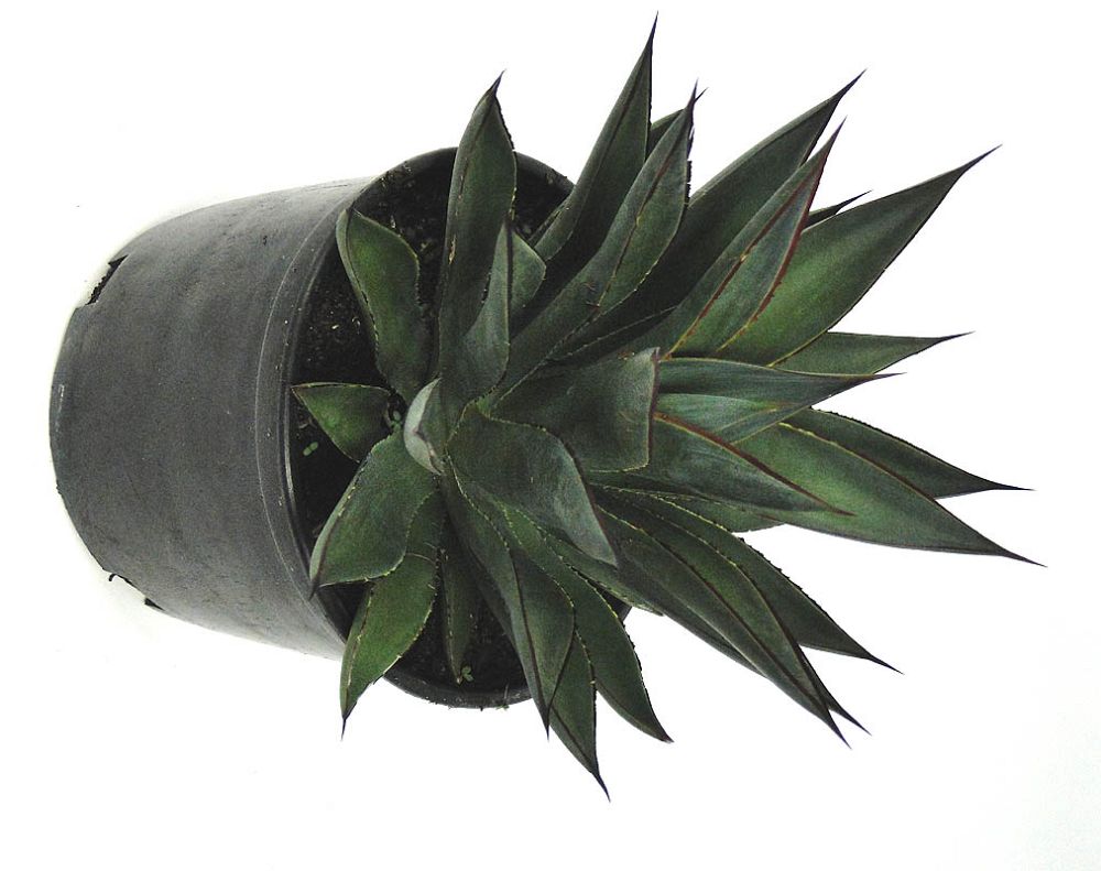 agave