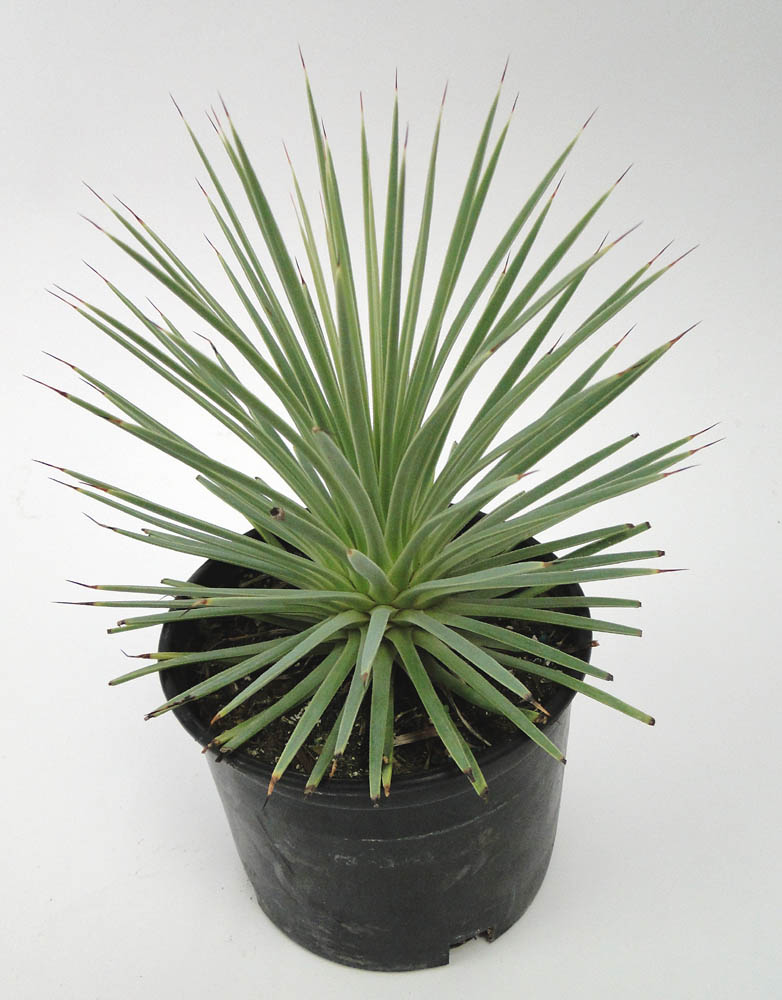 agave