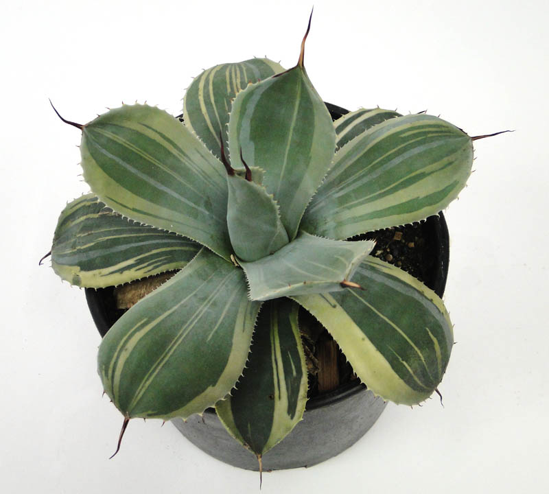 agave