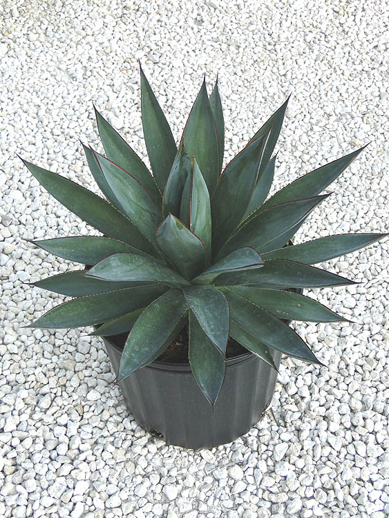 agave