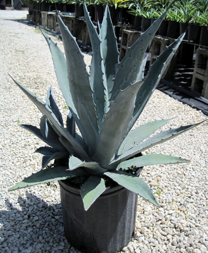 agave