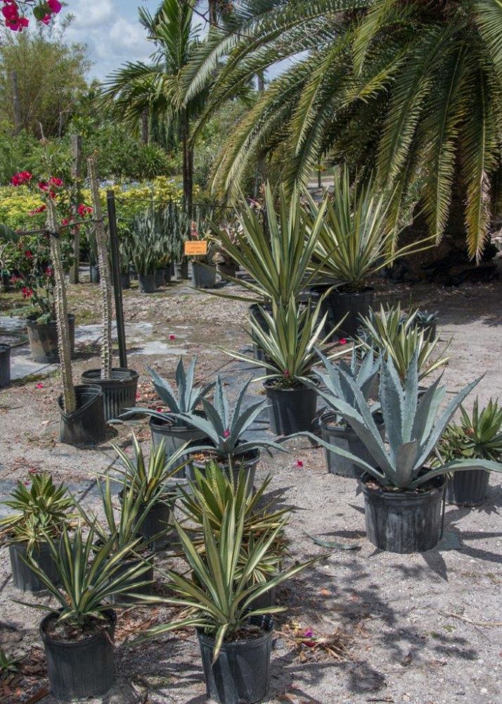 agave
