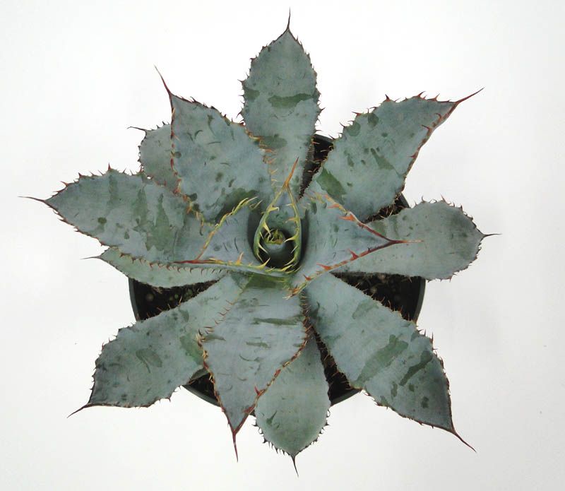 agave