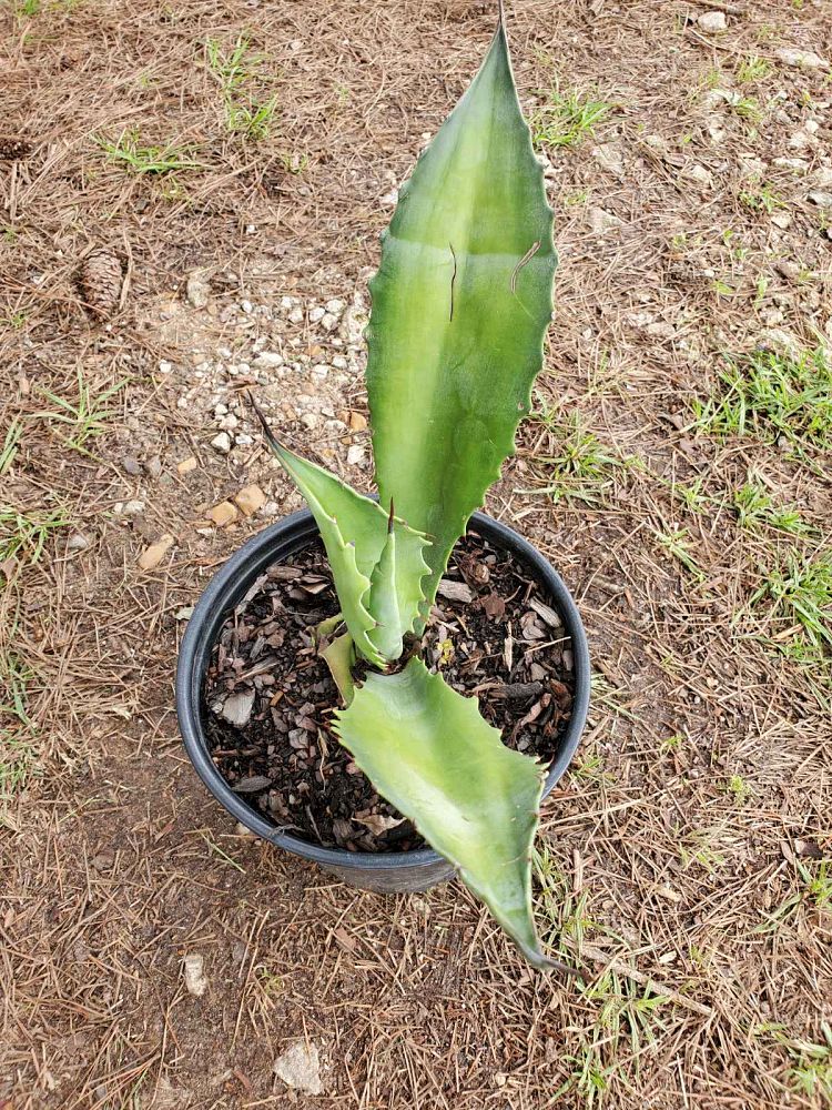 agave