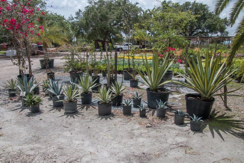 agave