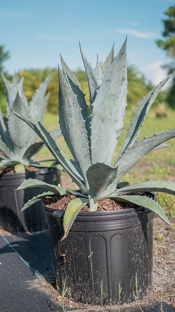 agave