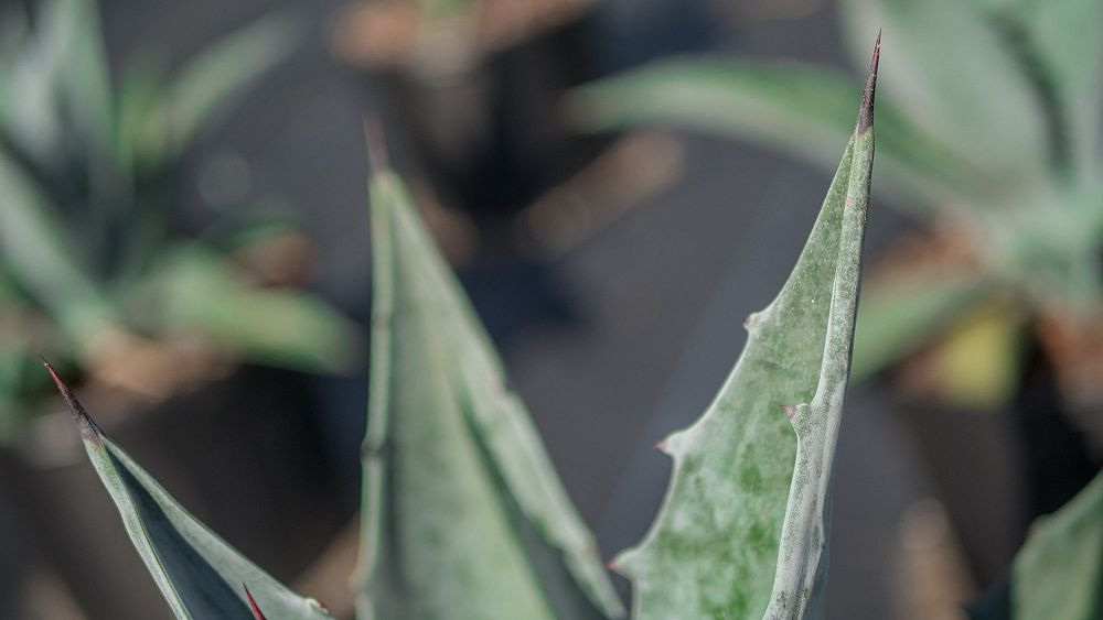 agave