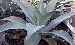 agave