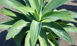 agave