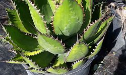 agave
