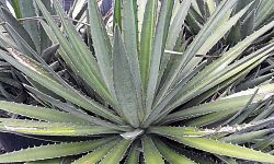 agave
