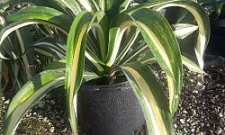 agave