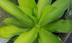 agave
