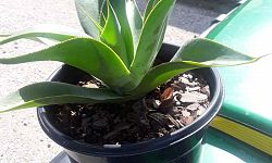 agave