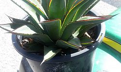 agave