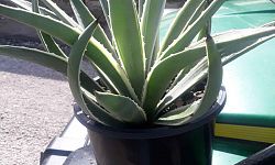 agave