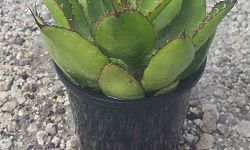 agave
