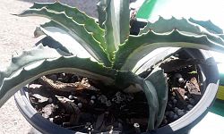 agave