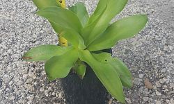 agave