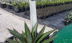 agave