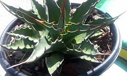 agave