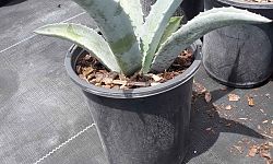 agave