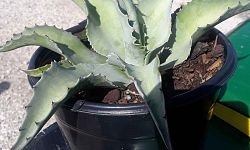 agave