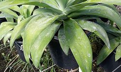 agave
