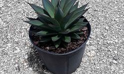 agave