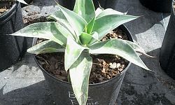 agave