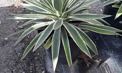 agave