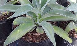 agave