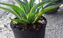 agave