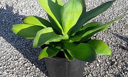 agave