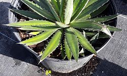 agave