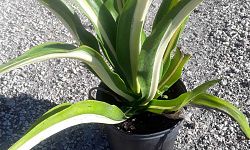 agave