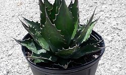 agave