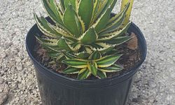 agave