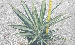 agave