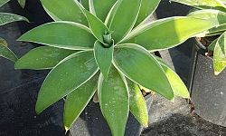 agave