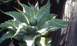 agave