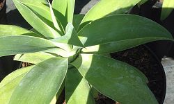 agave
